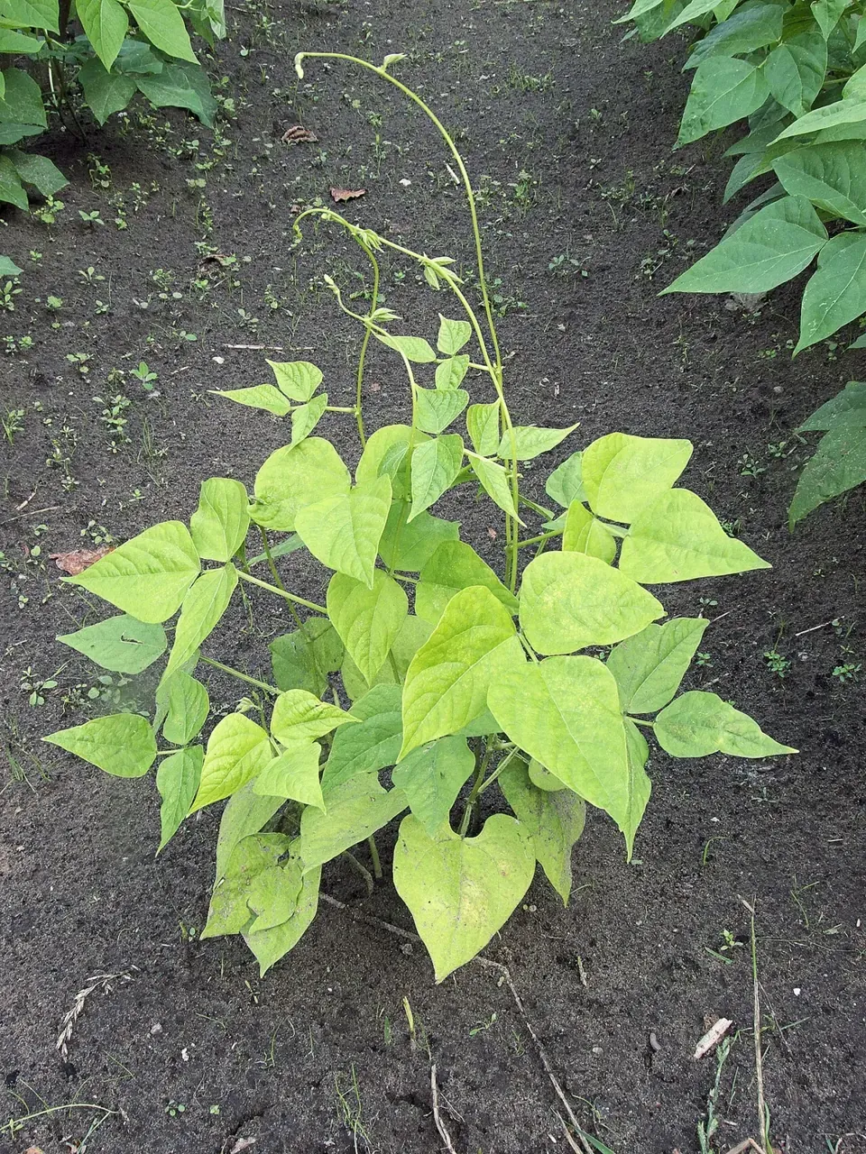 A small bean plant in bare soil with pale yellow-green leaves, next to darker green plants