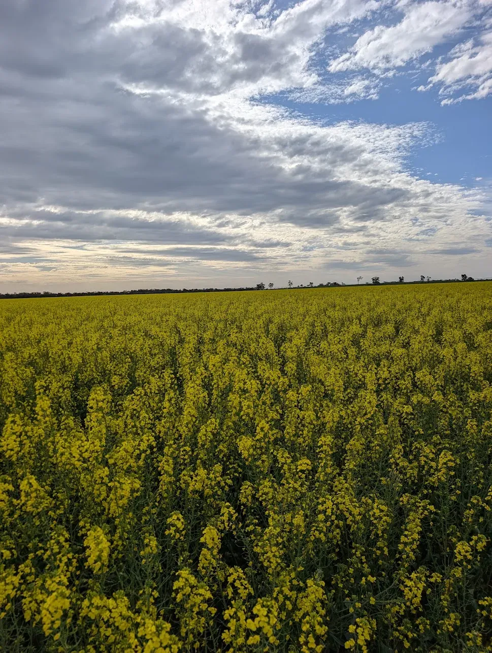 A flowering yellow canola crop filling the foreground and stretching to a flat horizon under a cloudy sky