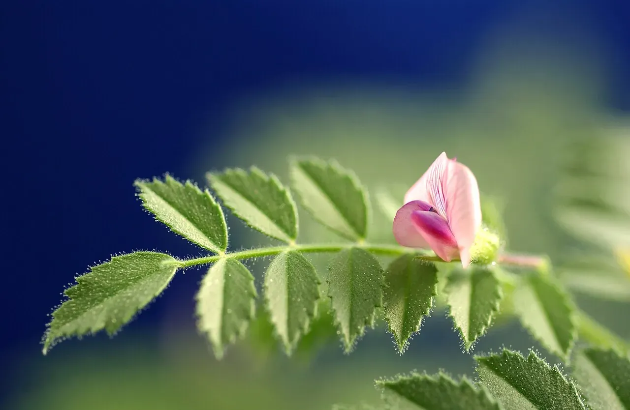 Close-up of a chickpea plant with fine, divided leaves and a small pink flower