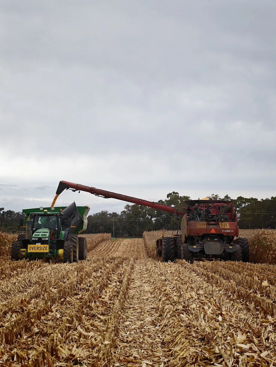 Corn harvest: a red header unloading grain into a chaser bin behind a green tractor, in corn stubble under a grey sky