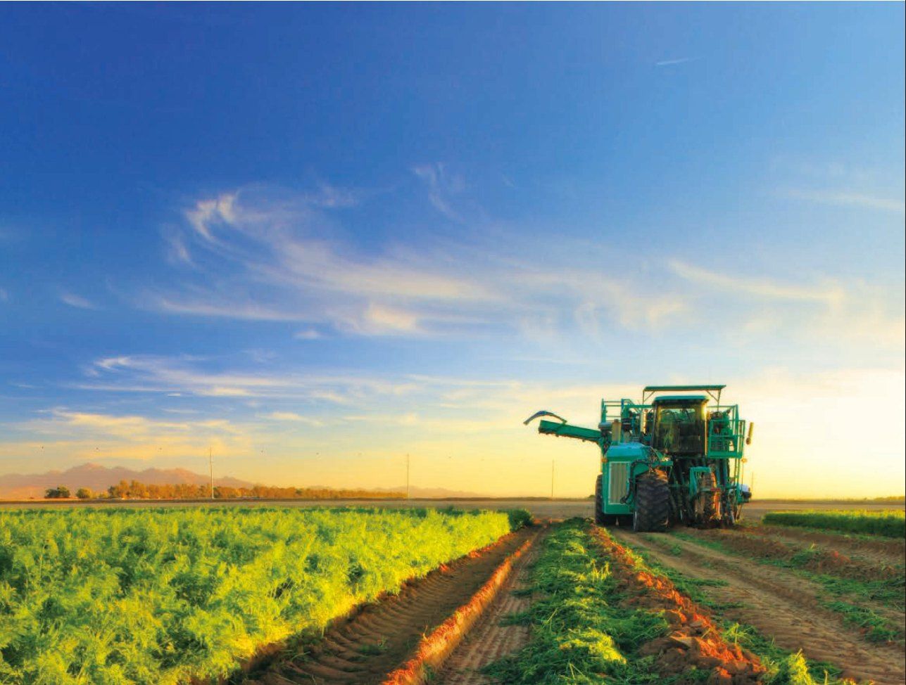 A combine harvester cutting a dry cereal crop, with a second machine and trees along the horizon