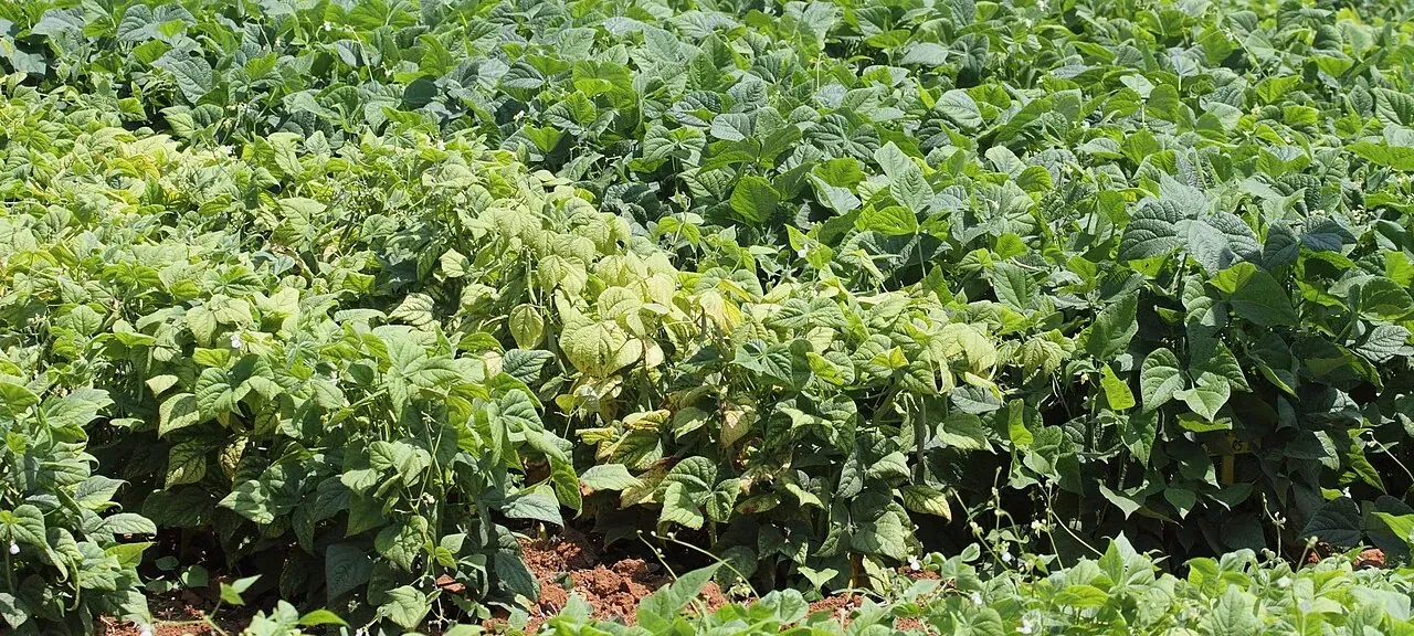 Rows of dry bean plants in a trial, with one variety strongly yellowed and the neighbouring variety greener