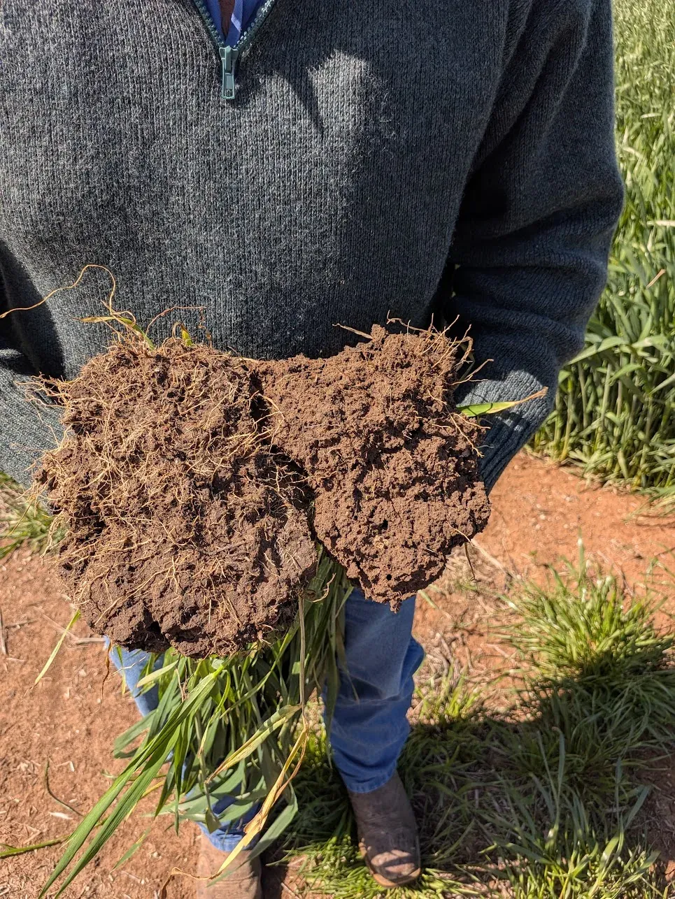 Close view looking down at two clods of red-brown soil threaded with fine wheat roots, held in front of a grey jumper, with wheat leaves hanging below and a wheat crop behind. The clod on the left is from wheat treated with AA100; the clod on the right is from untreated wheat.