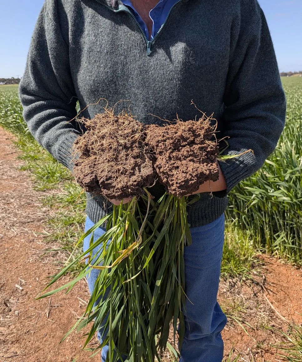 A person in a grey jumper and jeans, face not shown, holding two clods of red-brown soil with young wheat plants and their roots hanging below, at the edge of a green wheat paddock under a blue sky. The clod on the left is from wheat treated with AA100; the clod on the right is from untreated wheat.