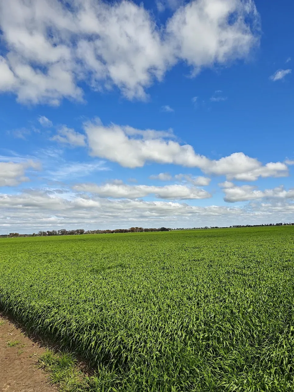 Ground-level view across a dense green barley crop stretching to a flat horizon under a blue sky with white clouds