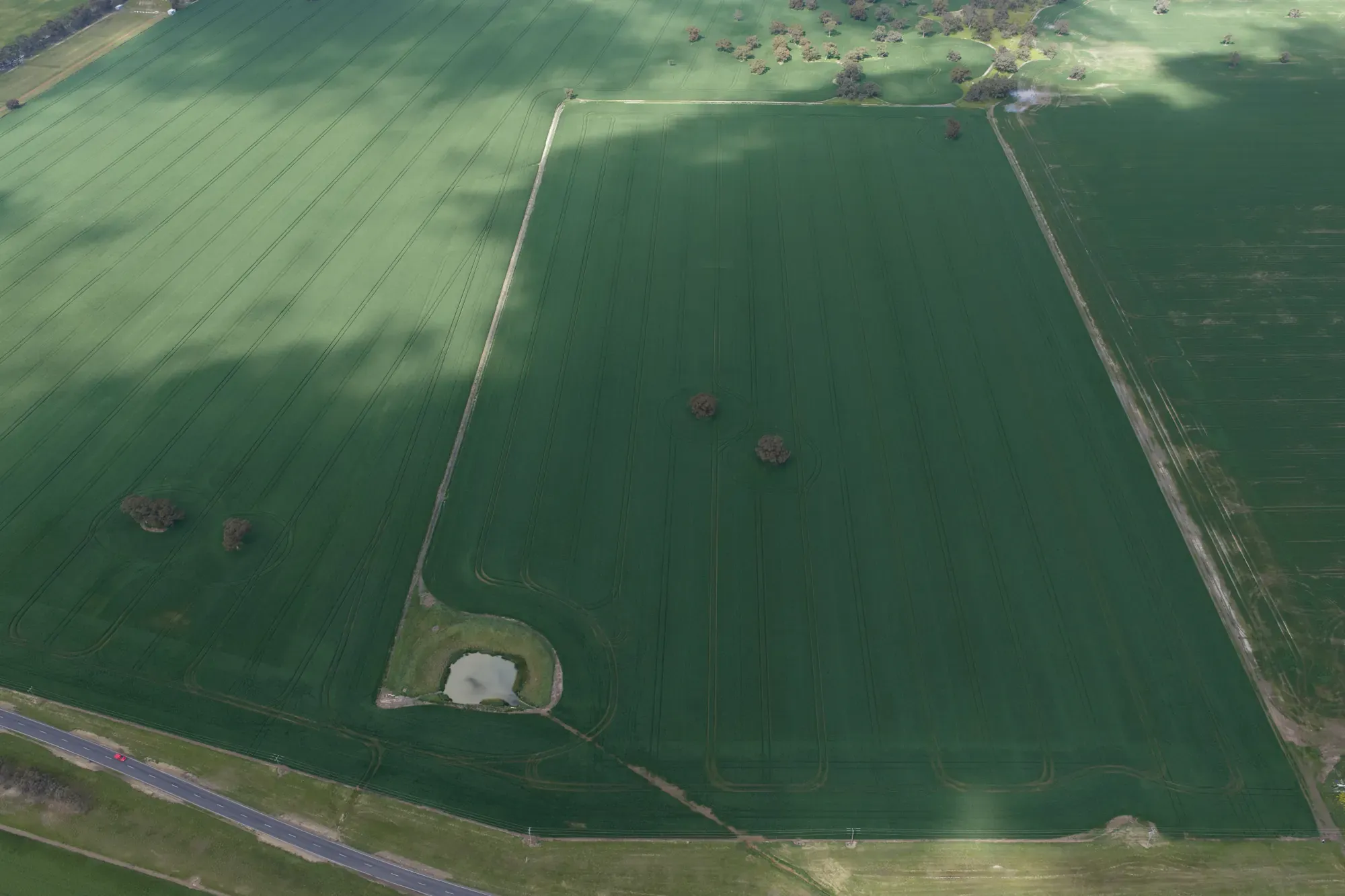 Aerial view of a rectangular green wheat paddock with wheel tracks, a few trees and a small dam, bordered by tracks, other paddocks and a road