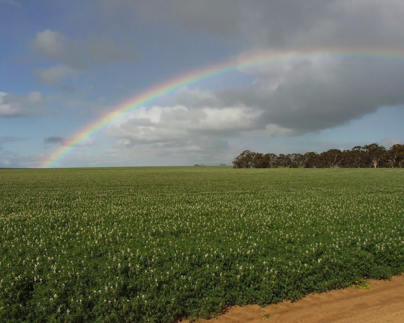 A flowering lupin crop in Western Australia with a rainbow arching across a cloudy sky and a line of gum trees on the horizon