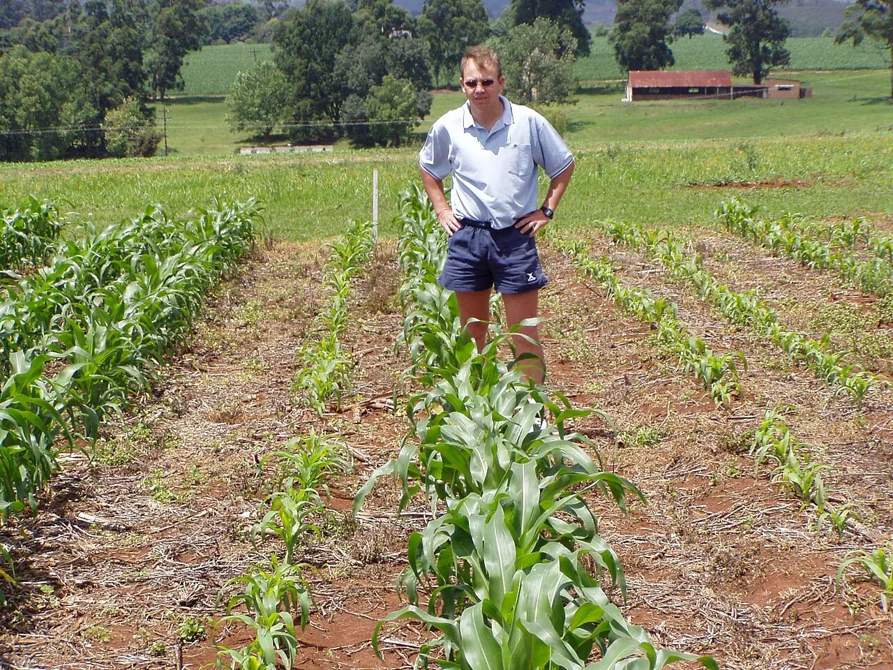 A man standing in a maize trial between tall plants that received banded phosphorus at planting and short plants that received none