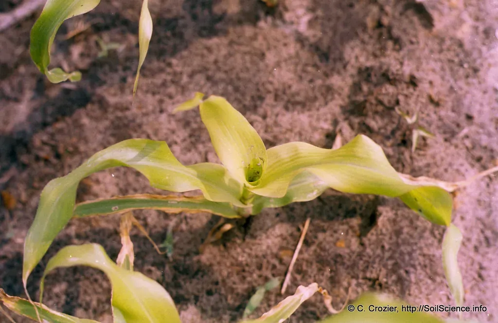 A young maize seedling in soil whose youngest leaves are pale yellow