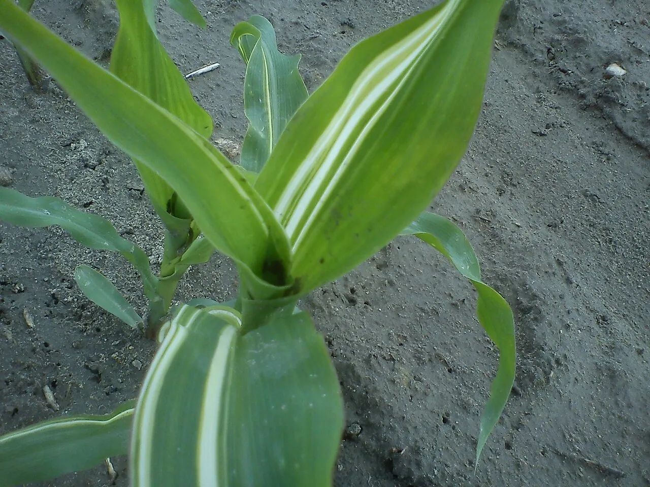 A young maize plant with broad pale white and yellow stripes on its leaves