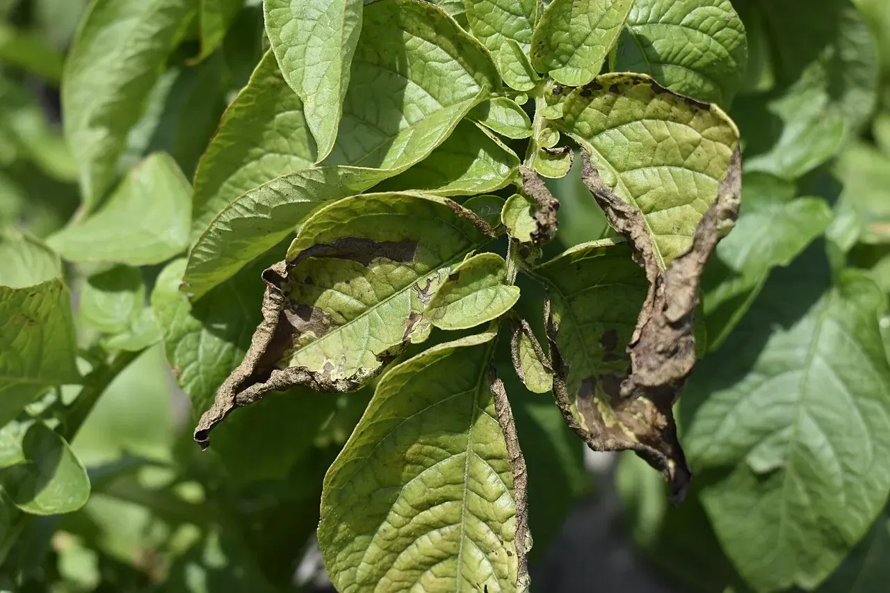 Potato leaves with brown, scorched and curled margins while the centres of the leaves stay green