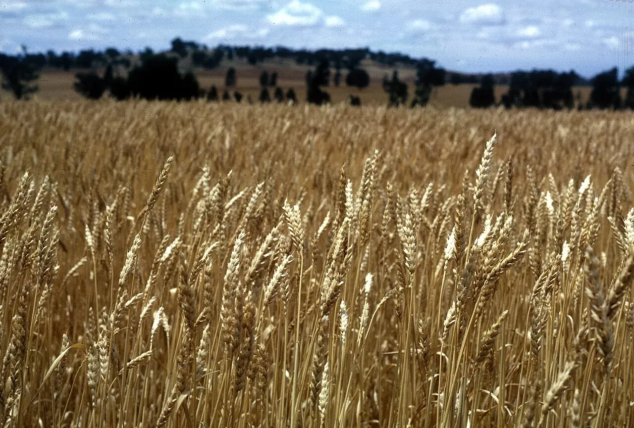 A field of ripening golden wheat under a blue sky