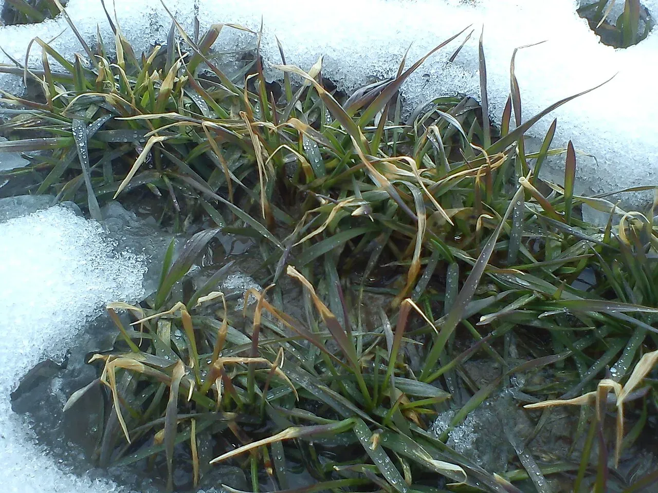 Young winter wheat plants among patches of snow, with dull, dark leaves showing purple and reddish tints